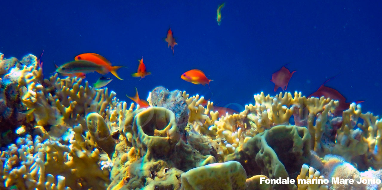 Fondale Marino Mar Jonio